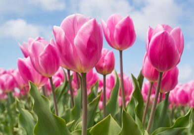 Kezdetét vette a balatoni tulipánszüret